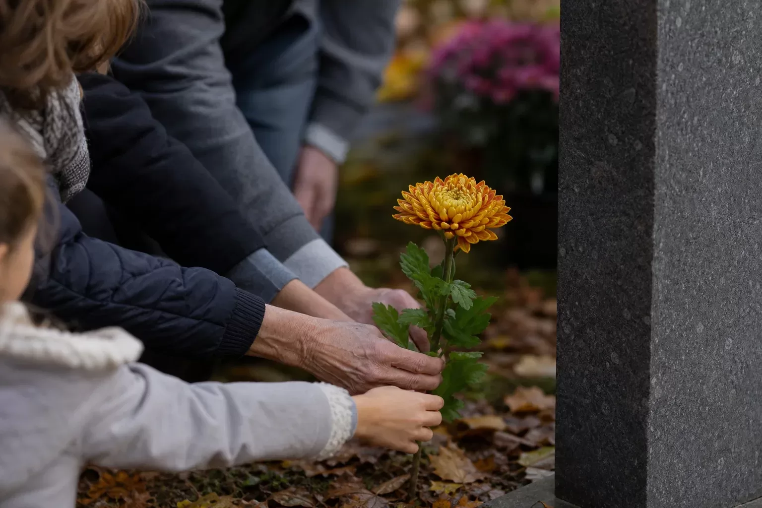 Chrysanthèmes et tombes à la Toussaint : sens et conseils